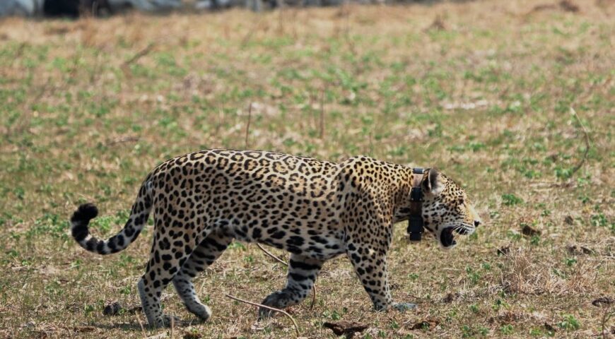 jaguar met collar met dank aan Noel van Bemmel