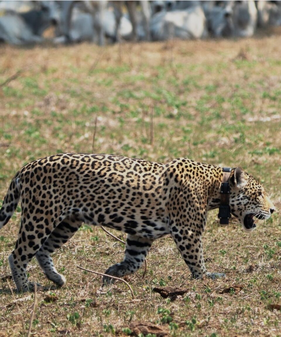 jaguar met collar Noel van Bemmel