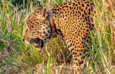 jaguar met collar met dank aan Noel van Bemmel