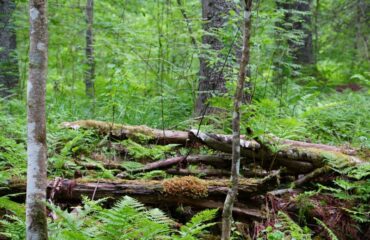 koli np ©All for Nature Travel