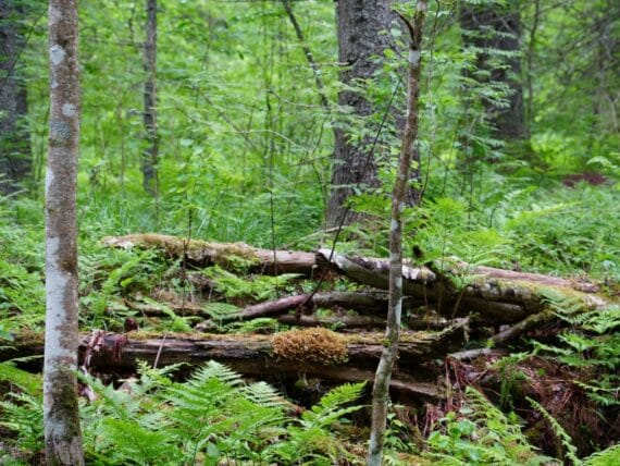 koli np ©All for Nature Travel