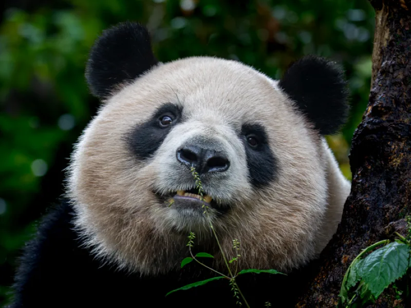 Wildlife reis China, reis reuzenpanda, safari China