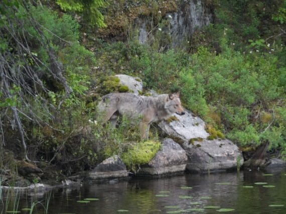 wolf Finland ©All for Nature Travel