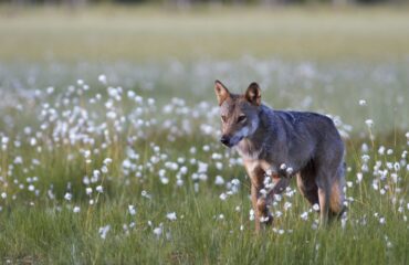 wolf Finland©Jan Kelchtermans