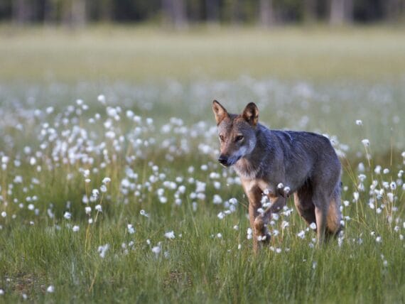wolf Finland©Jan Kelchtermans