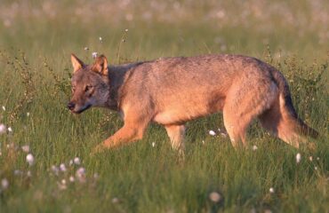 wolf Finland ©Jan Kelchtermans