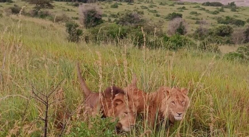 Leeuwen Uganda Carnivore Programm