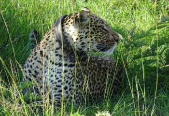 luipaard met collar Uganda Carnivore Program