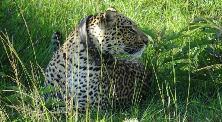 luipaard met collar Uganda Carnivore Program