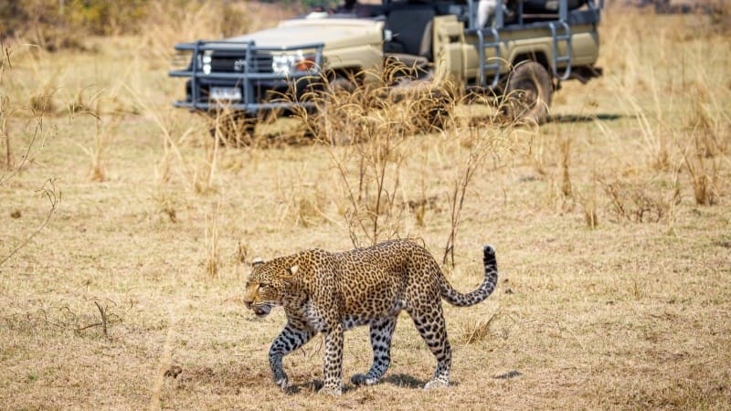 Zambia luipaard