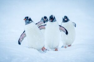 Antarctica21, Magellan Discoverer, reis Antarctica, expeditiecruise antarctica