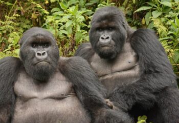 2015-09-04_11-10-50bearb_16bij9