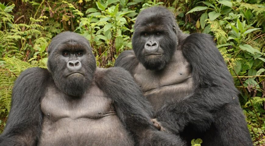 2015-09-04_11-10-50bearb_16bij9