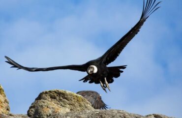 Cóndor in Parque Patagonia