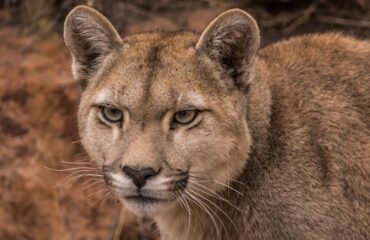 Puma ©Cañadon Pinturas