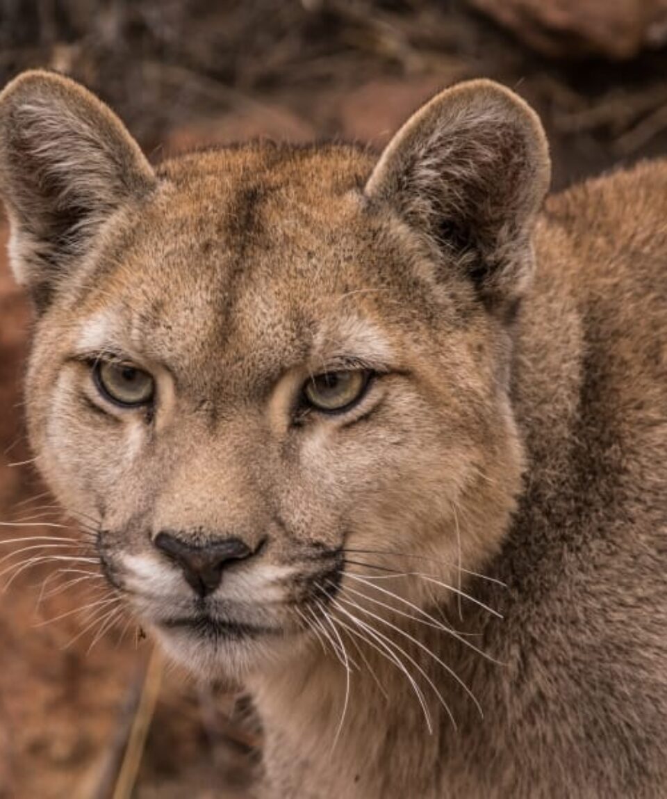 Puma ©Cañadon Pinturas