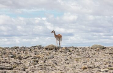 Guanaco in Parque Patagonia