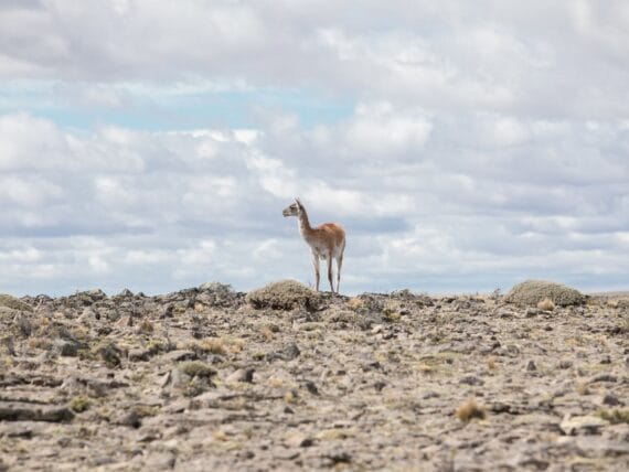 Guanaco in Parque Patagonia