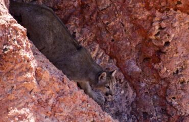 Puma in rocks ©Facundo Epul