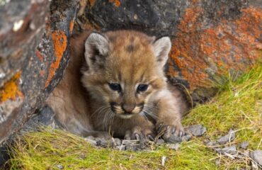 Puma welp ©Facundo Epul