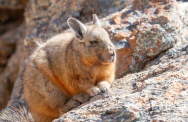 Viscacha Anaranjado ©Horacio Barbieri