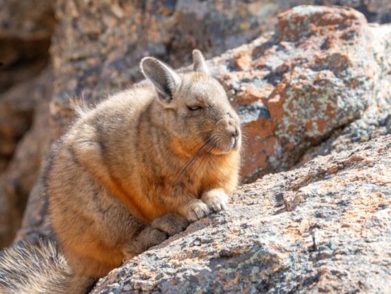 Viscacha Anaranjado ©Horacio Barbieri