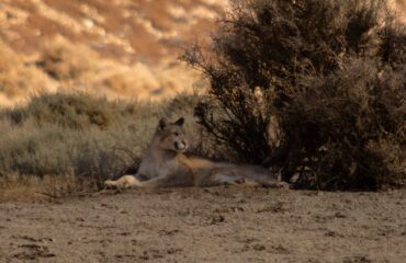 puma parque patagonia