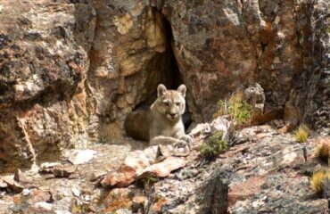 puma parque patagonia
