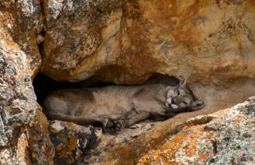 puma in rotsen Parque Patagonia