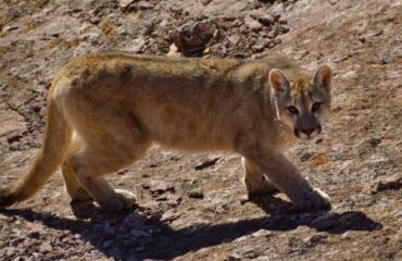 young puma Parque Patagonia