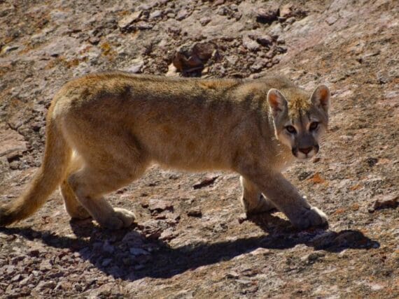 young puma Parque Patagonia