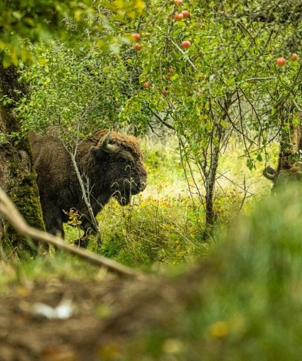 Bison_Roemenie_Wewilder_Moyo1024-x-768-6
