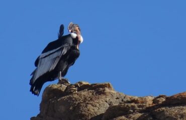 Condor_argentinie ©All for Nature Travel