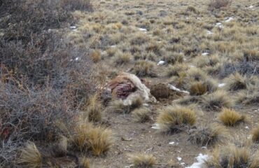 guanaco kill_argentinie ©All for Nature Travel