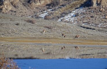 guanaco_landschap_argentinie ©All for Nature Travel