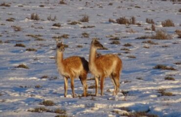 guanacos_argentinie ©All for Nature Travel