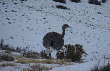 nandoe_argentinie ©All for Nature Travel