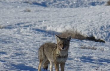 pampasvos argentinie ©All for Nature Travel