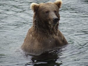 Alaska beren, reis alaska, coastal brown bears, Lake Clark NP, Katmai NP, grizzlyberen reis