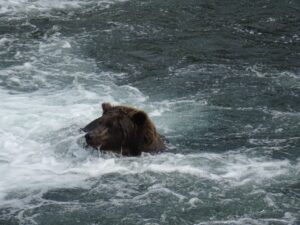 Alaska beren, reis alaska, coastal brown bears, Lake Clark NP, Katmai NP, grizzlyberen reis