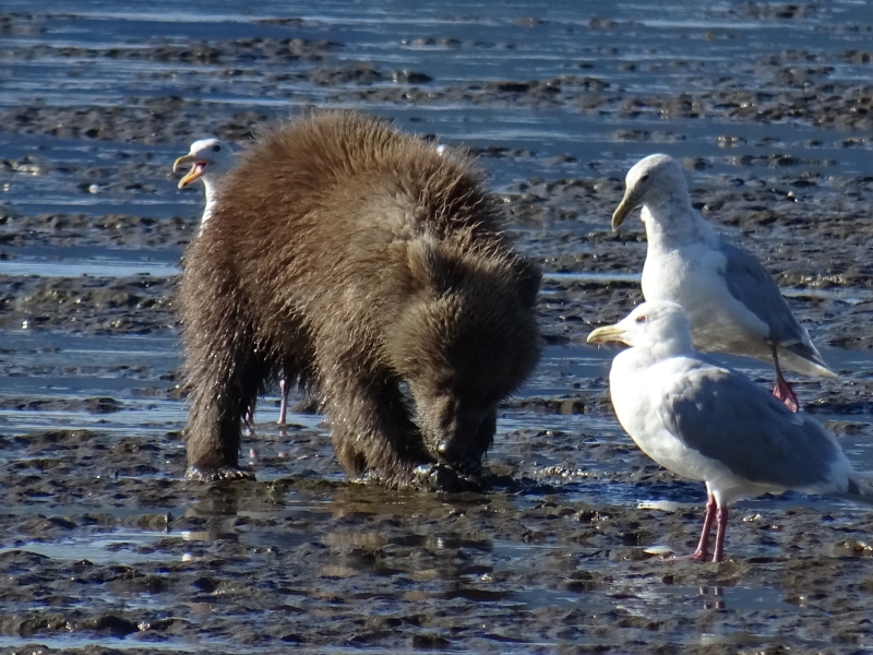Alaska beren, reis alaska, coastal brown bears, Lake Clark NP, Katmai NP, grizzlyberen reis