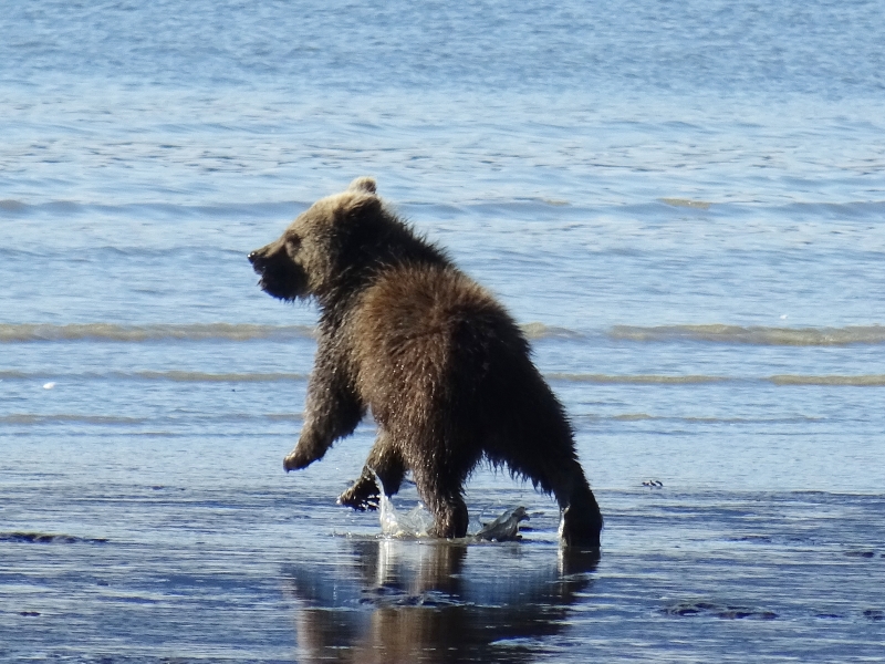 Alaska beren, reis alaska, coastal brown bears, Lake Clark NP, Katmai NP, grizzlyberen reis