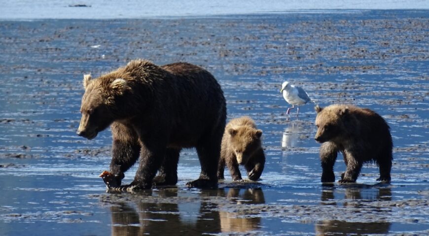 moederbeer met jongen Lake Clark NP ©All for Nature Travel