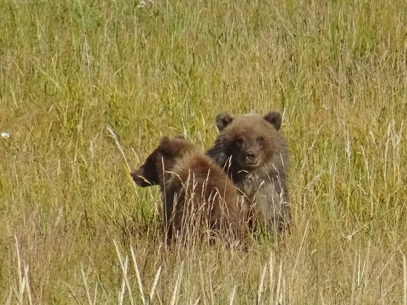 Alaska beren, reis alaska, coastal brown bears, Lake Clark NP, Katmai NP, grizzlyberen reis